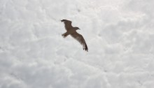 gull